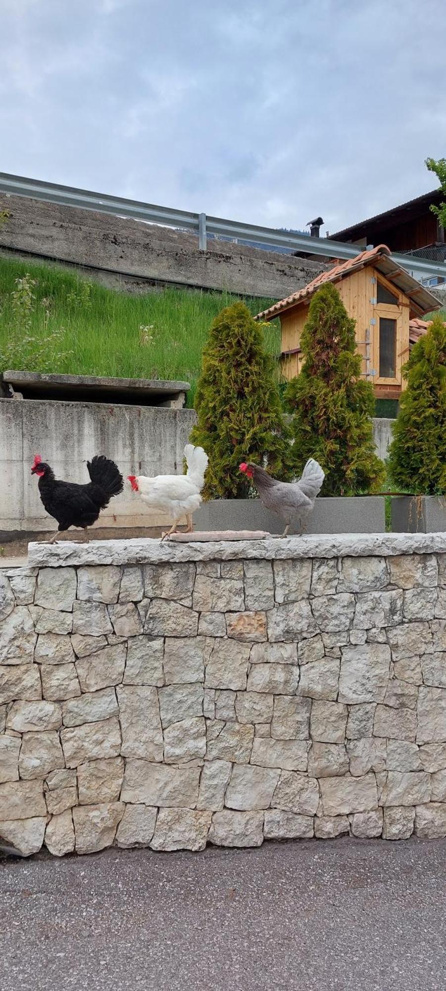 Romallo Horse House Bed & Breakfast エクステリア 写真
